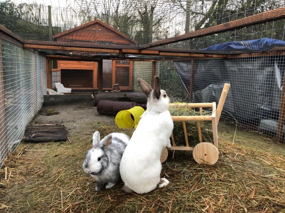 overschrijving Over het algemeen Vertellen Foto's van buitenhokken en -rennen voor konijnen - Huisvesting - Bunnybunch  Forums