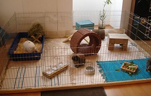 Zijn bekend Actief roltrap Binnenkonijnen - konijnen houden in huis