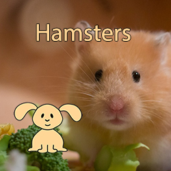 wat betreft praktijk Aan het water Hamsters