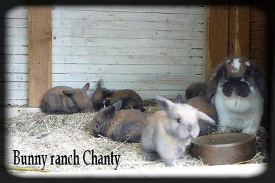 impliceren Ronde Grootste Nestje konijnen: verslag en foto's