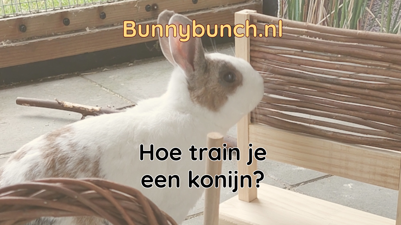 Hoe train je een konijn?