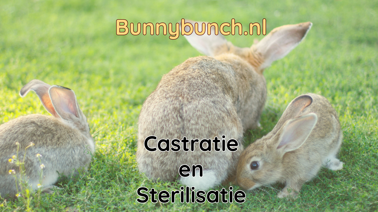 Castratie en sterilisatie bij konijnen