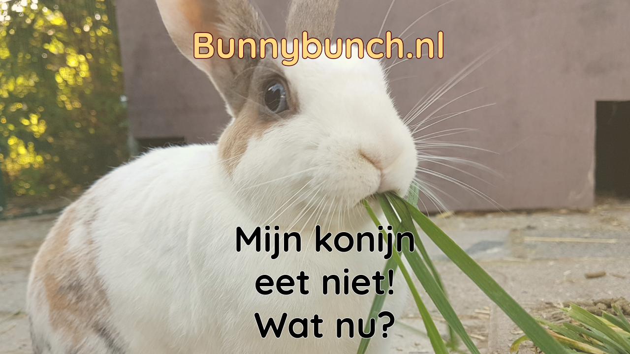 Konijn eet niet, stappenplan wat te doen