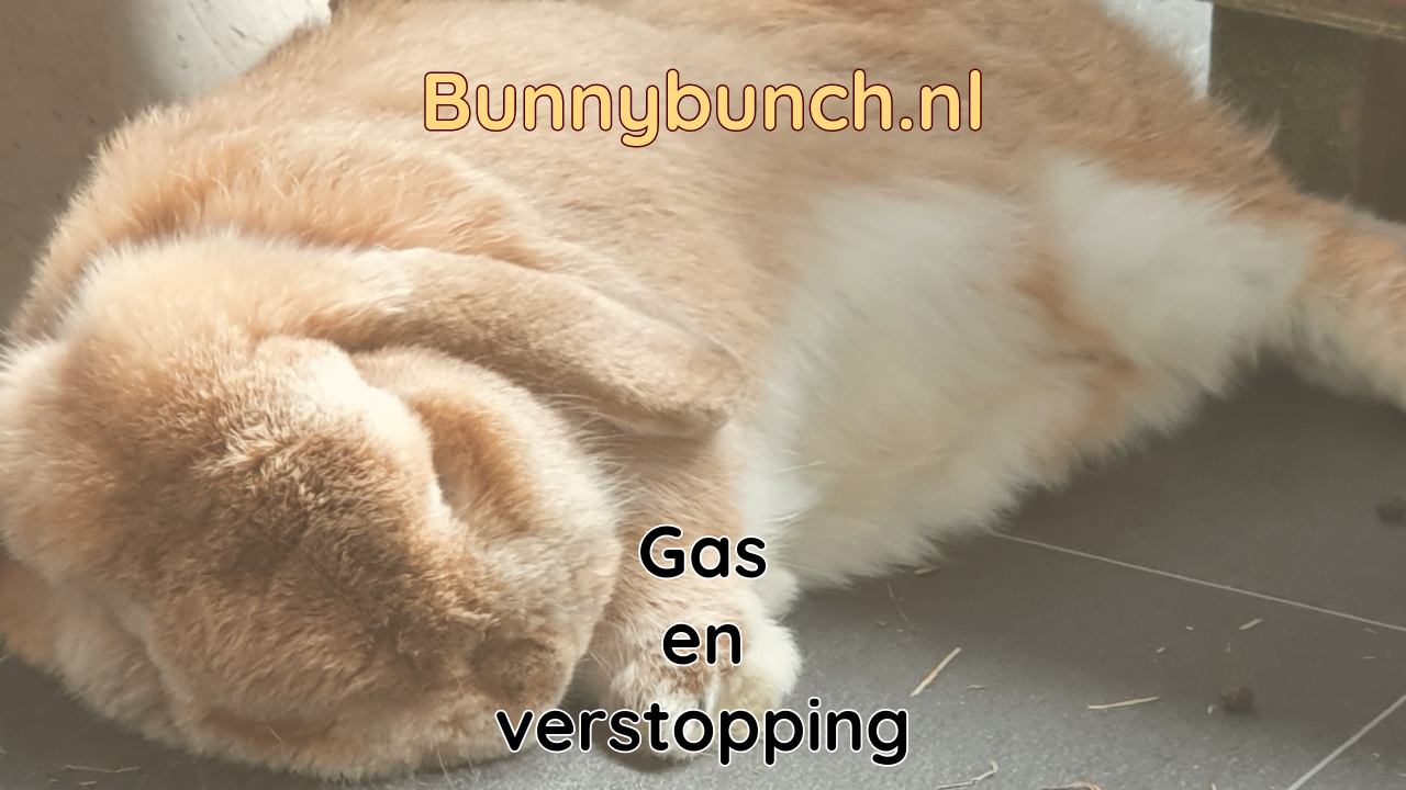 Gas en verstopping bij konijnen