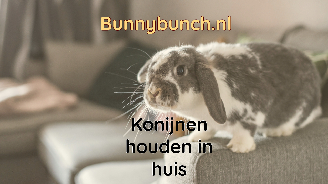 Konijnen binnen houden – konijnen in huis