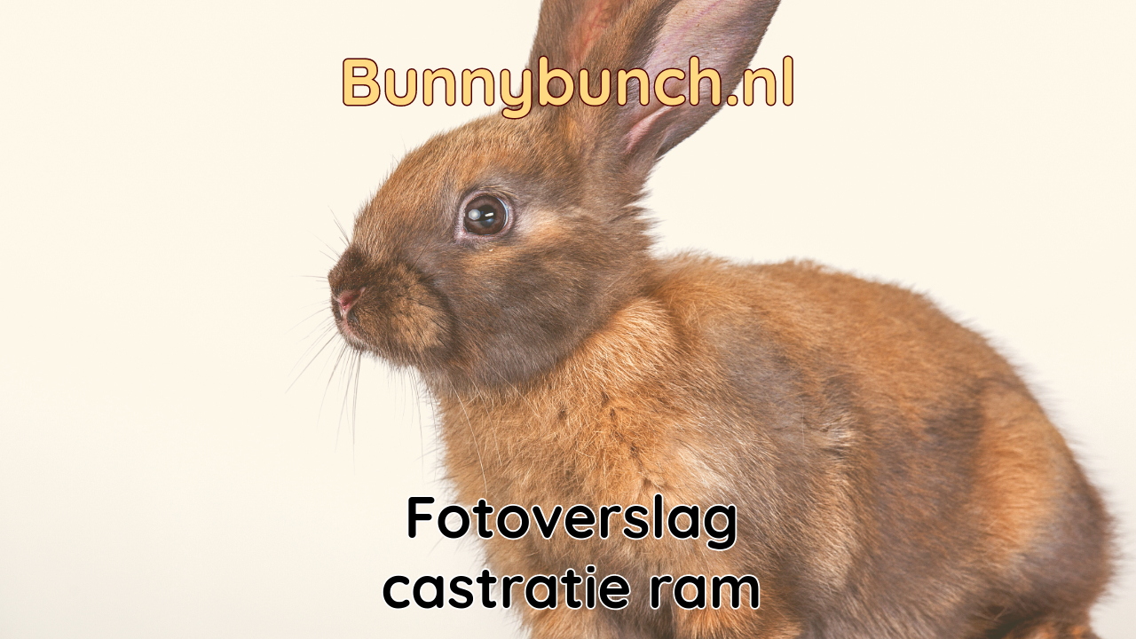 Fotoverslag castratie van een ram