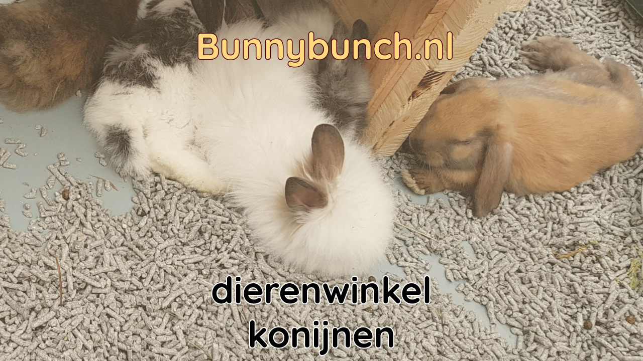 Een konijn uit de dierenwinkel