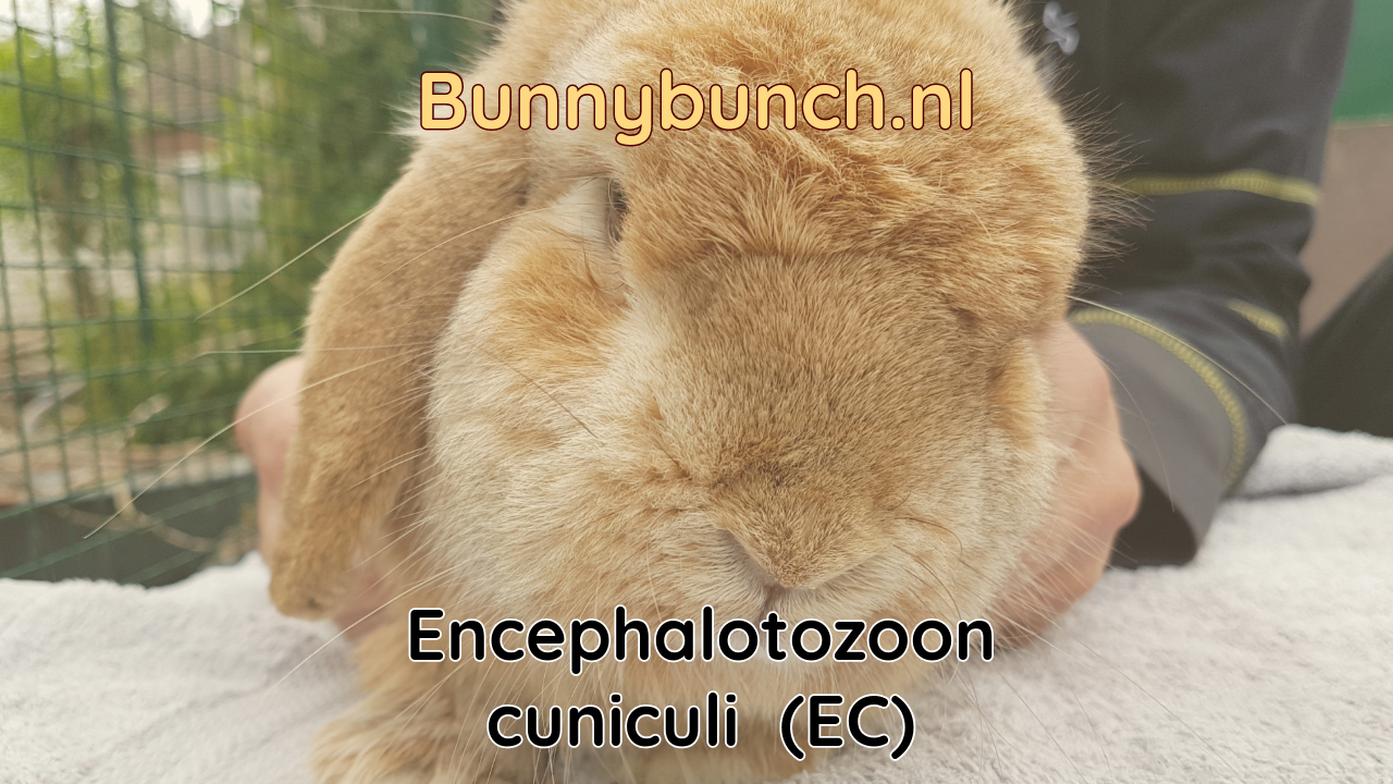 Encephalotozoon cuniculi (E- cuniculi of EC)