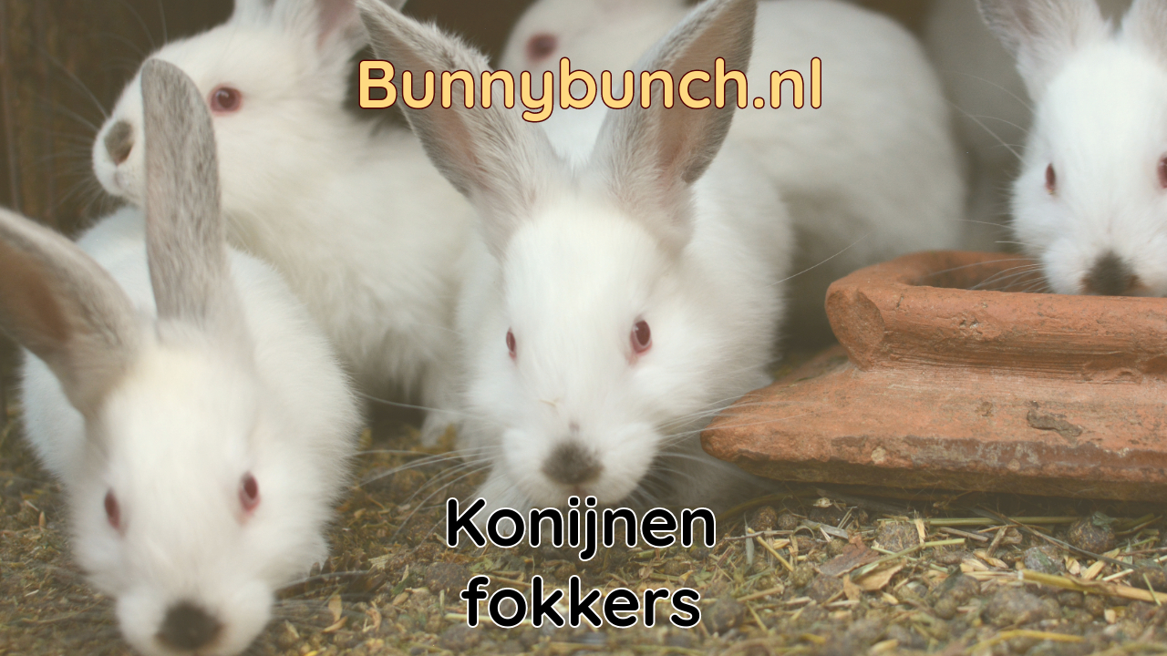 Waar vind je een goede konijnenfokker?