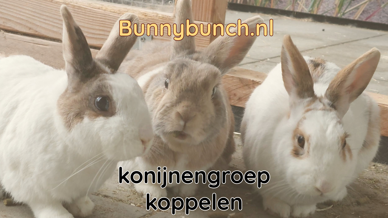 Een konijnengroep koppelen