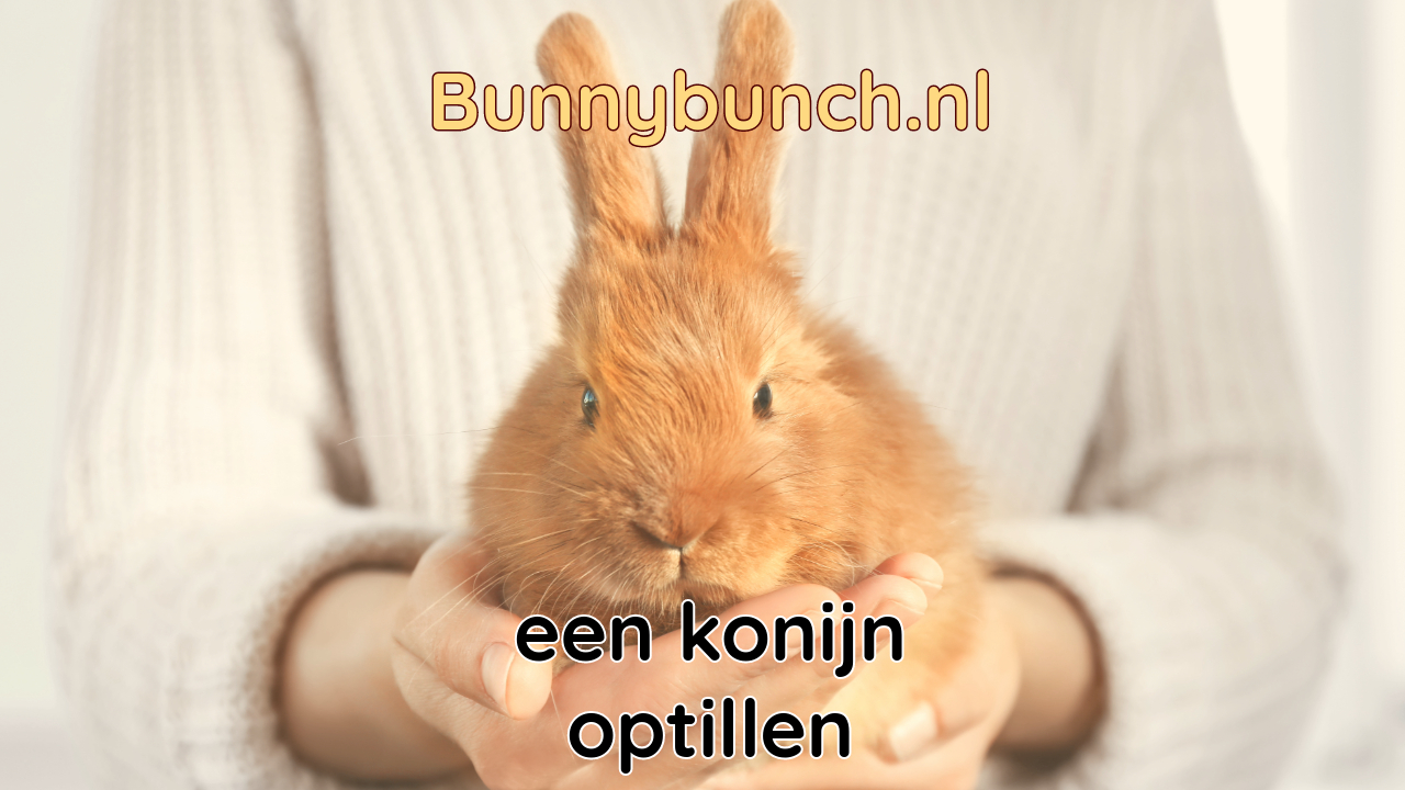 Een konijn optillen