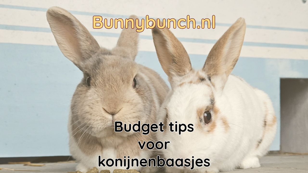 Konijnen houden met een beperkt budget