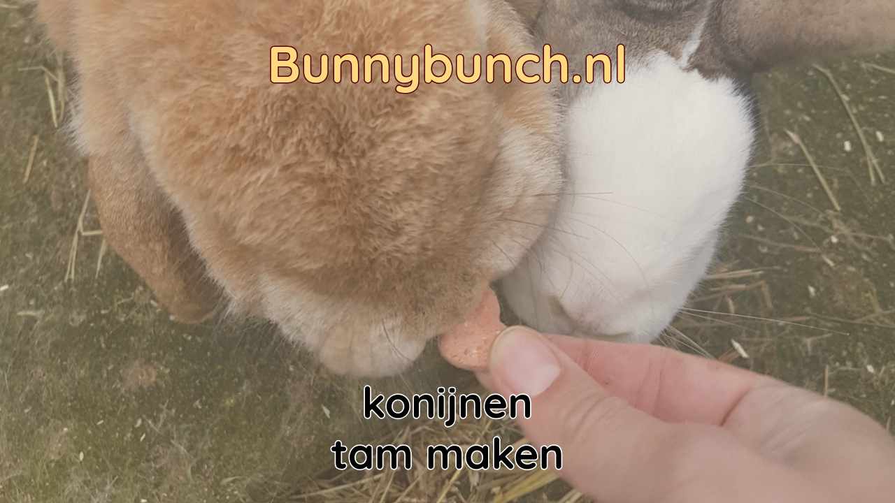 Hoe maak je een konijn tam?