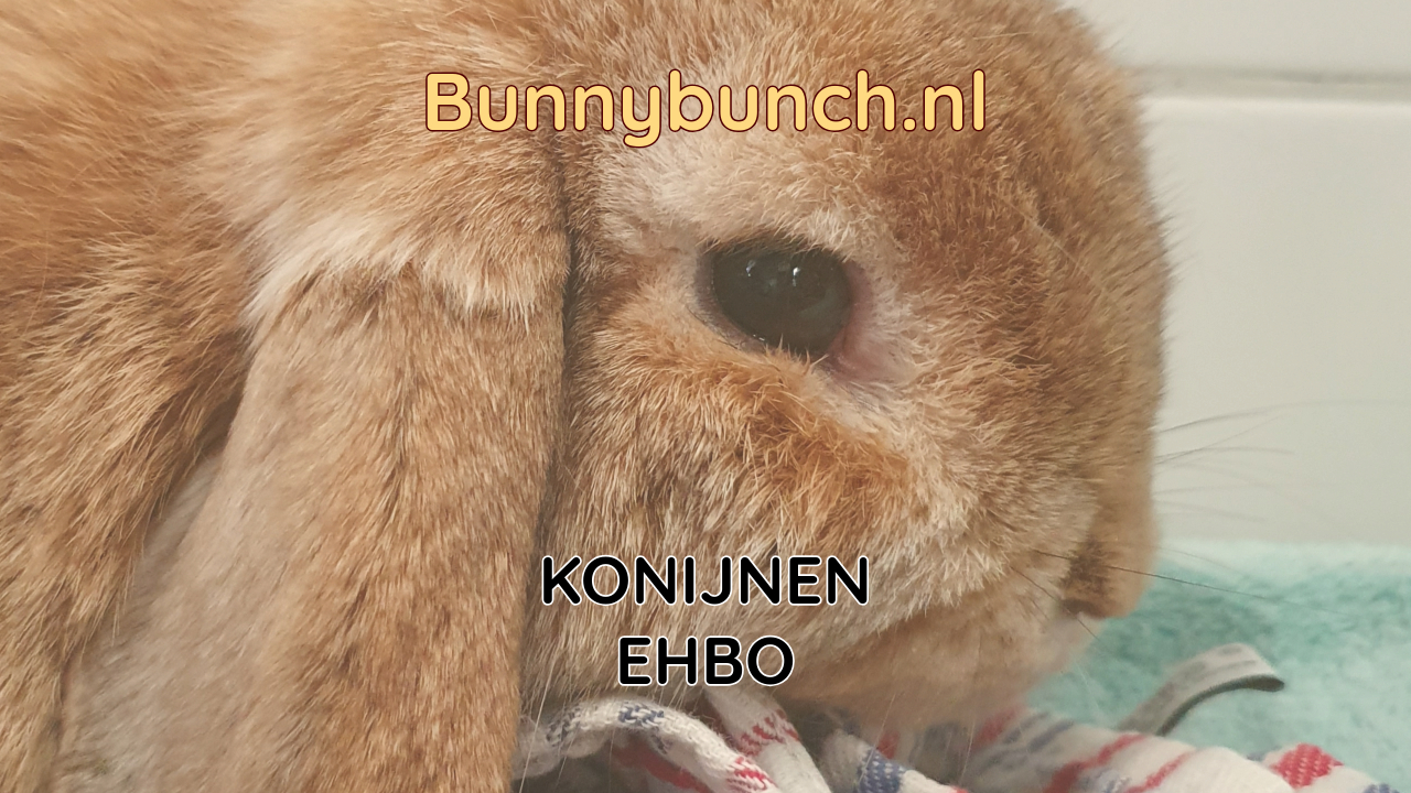 Konijnen EHBO