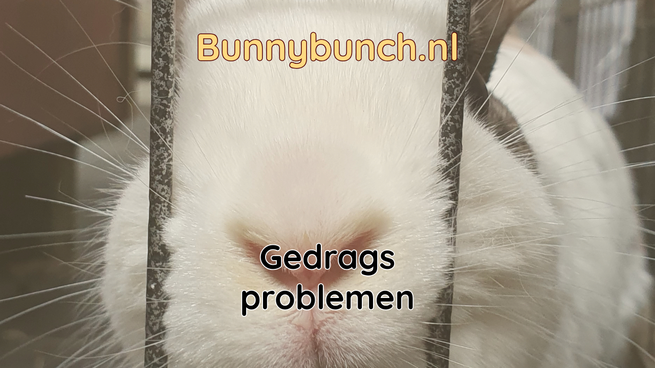 Gedragsproblemen bij konijnen