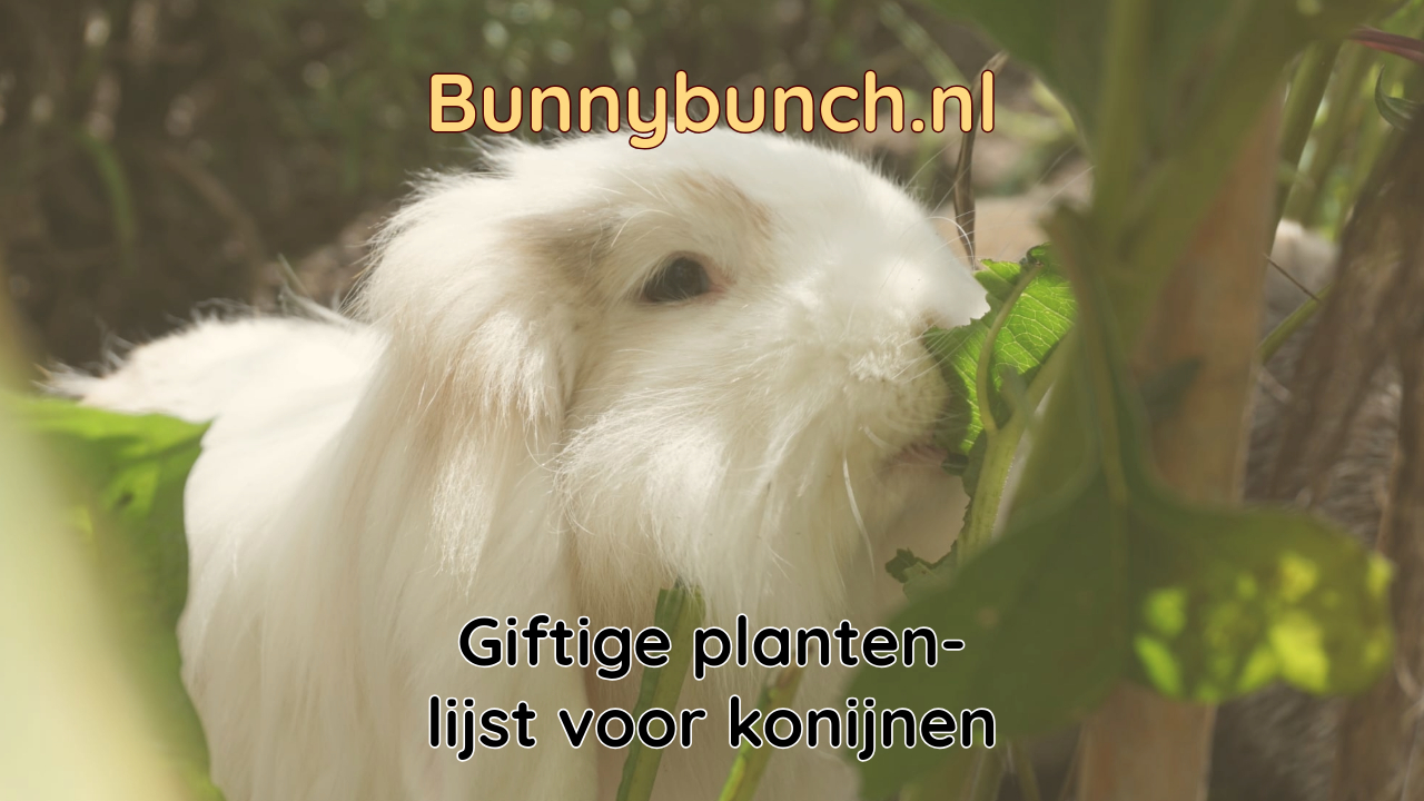 Giftige planten voor konijnen