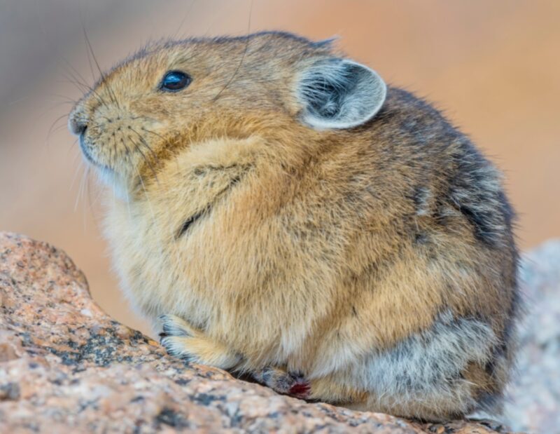 Familie van het konijn, de Pika.