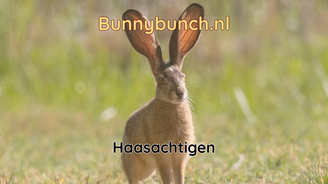 Haasachtigen, de familie van het konijn