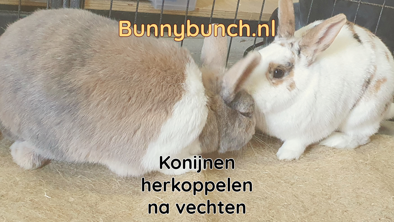 Konijnen vechten, her-koppelen van konijnen