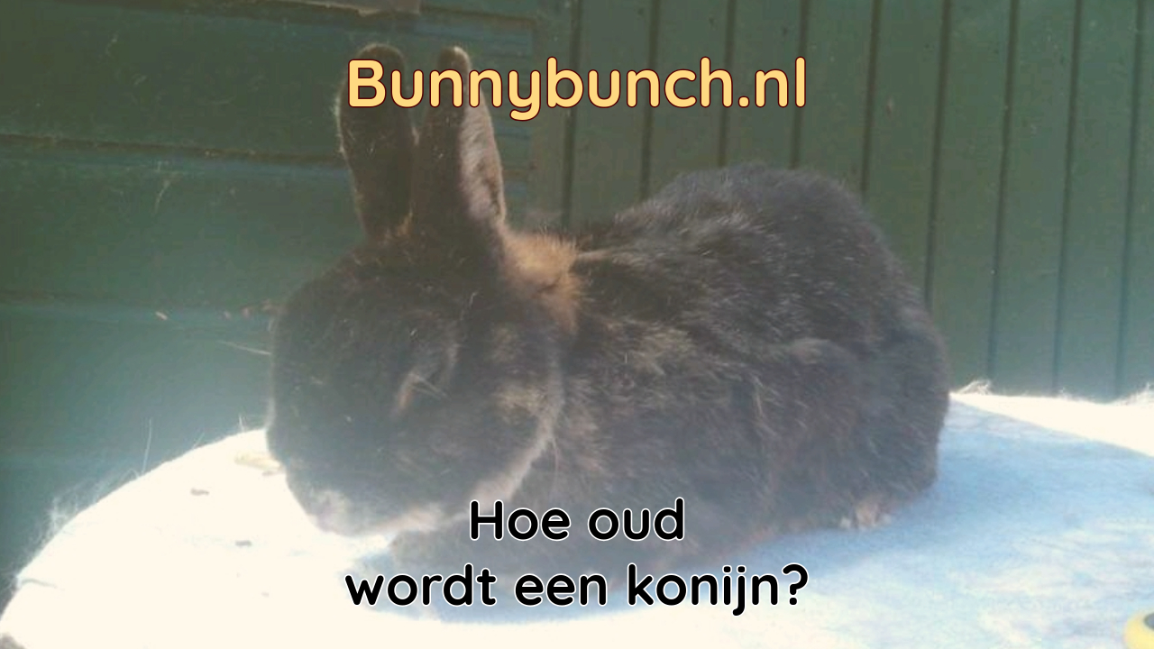 Hoe oud wordt een konijn?