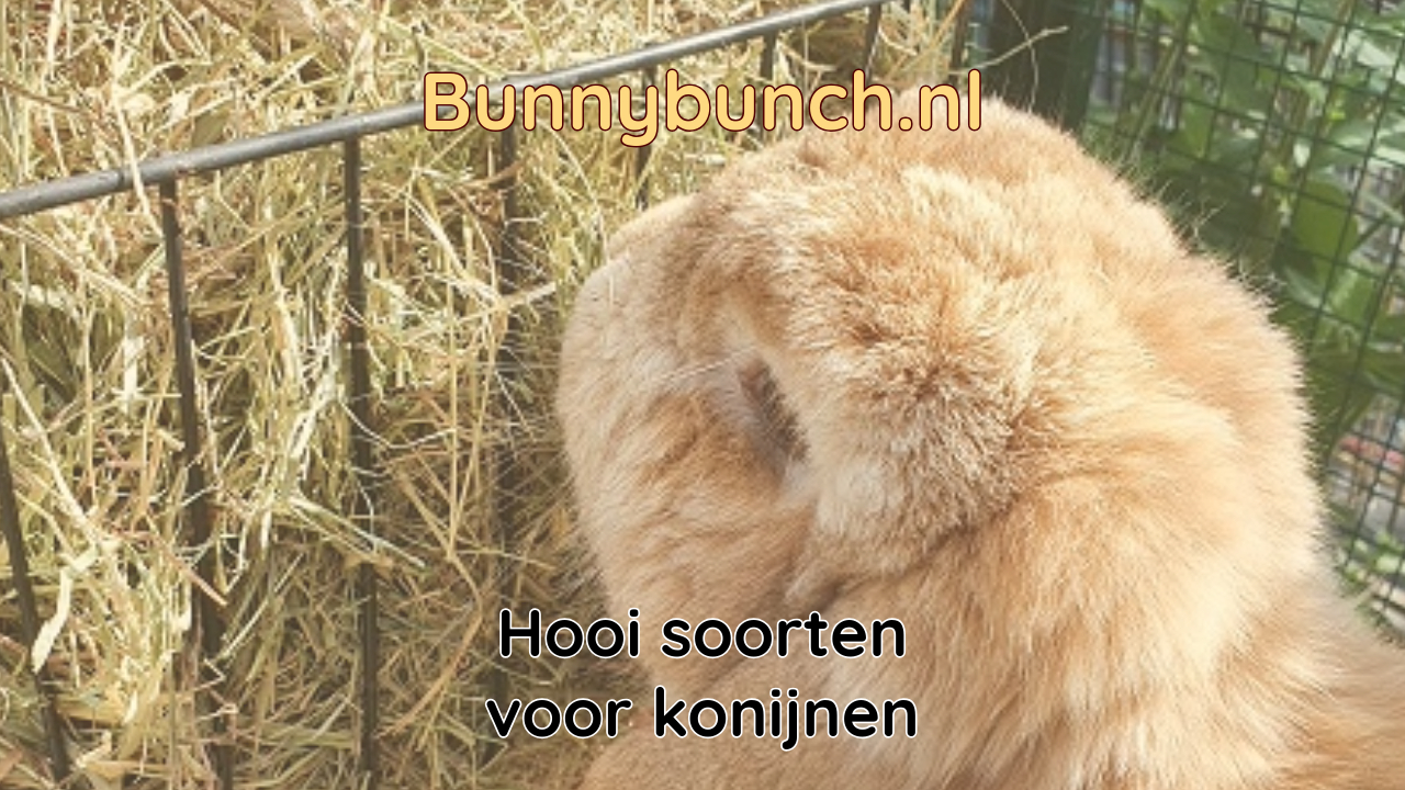 Wat is het beste hooi voor konijnen?