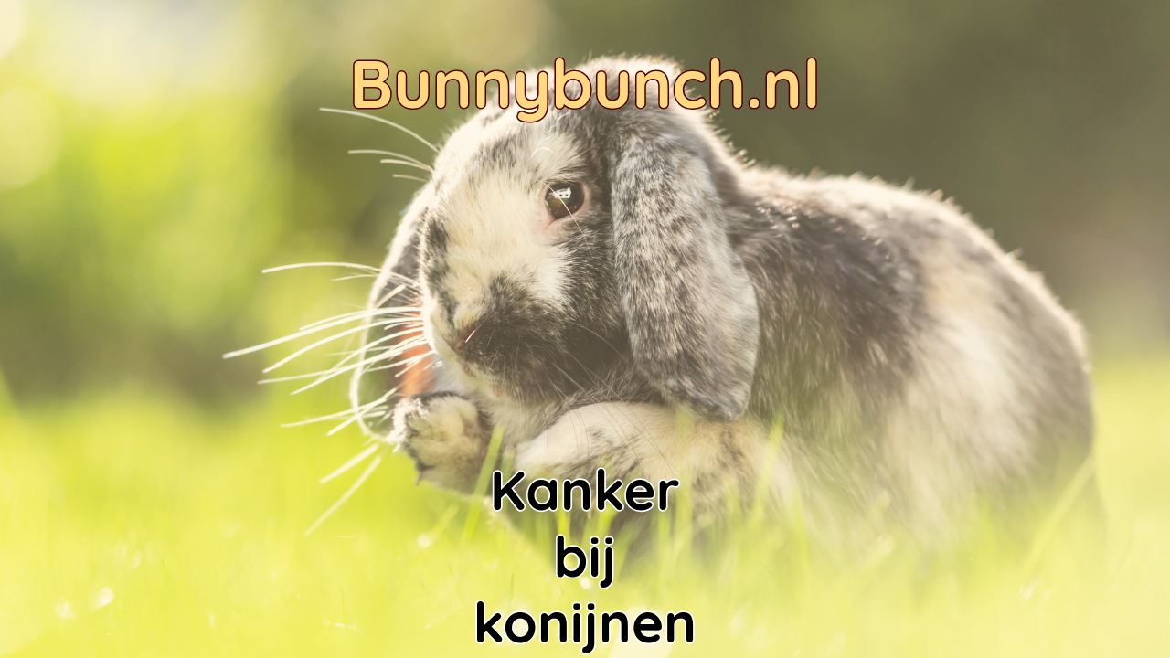 Kanker bij konijnen