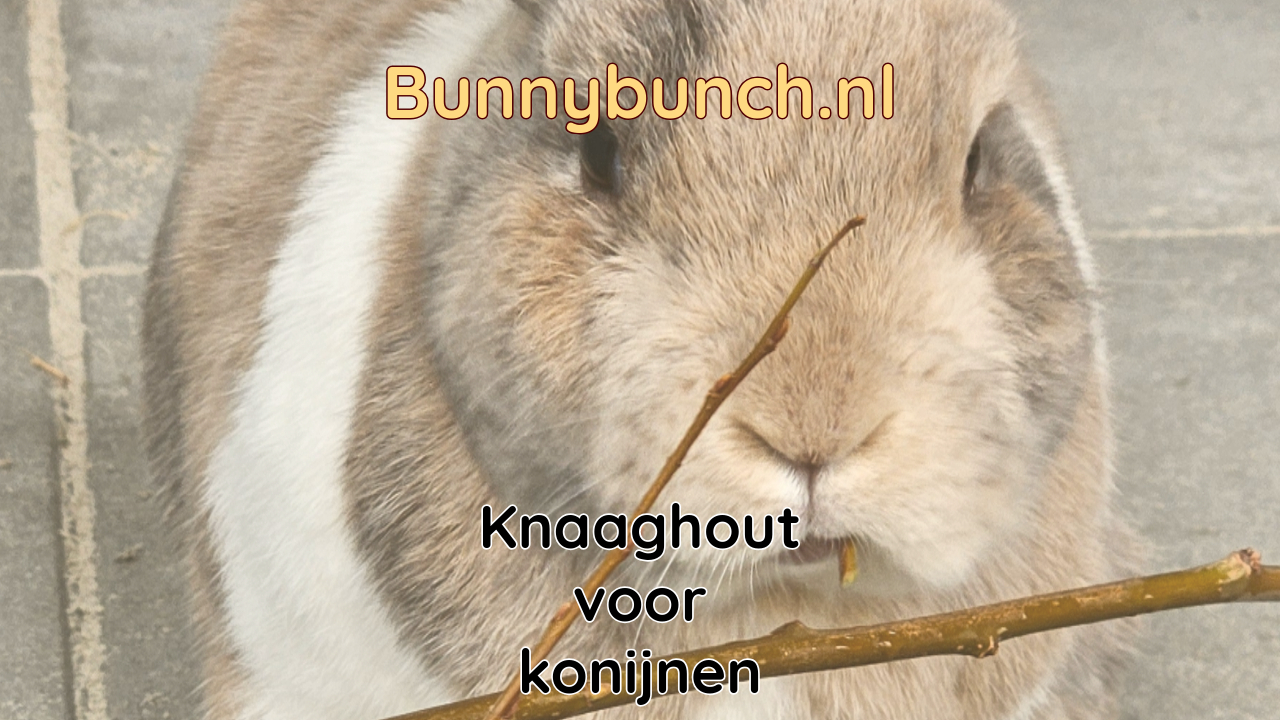 Knaaghout voor konijnen