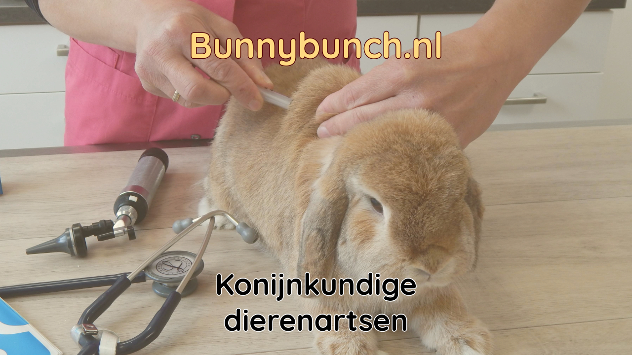 Hoe vind je een goede dierenarts voor konijnen?