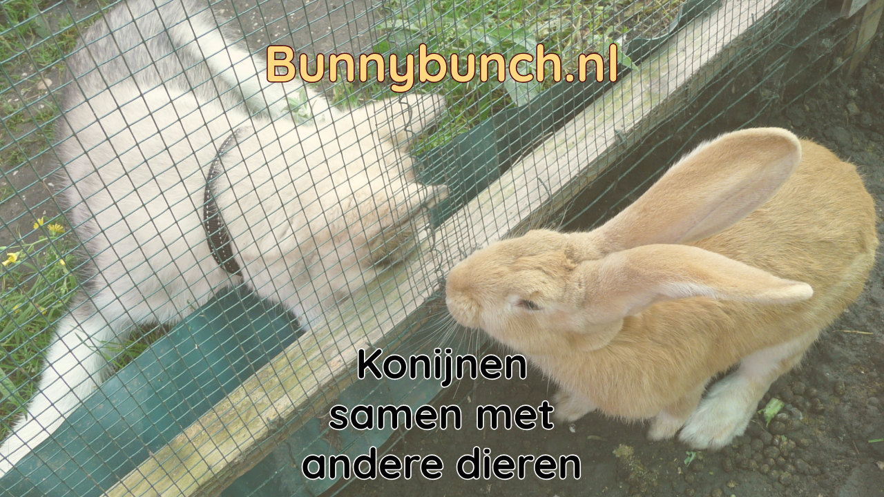 Konijnen samen met andere dieren