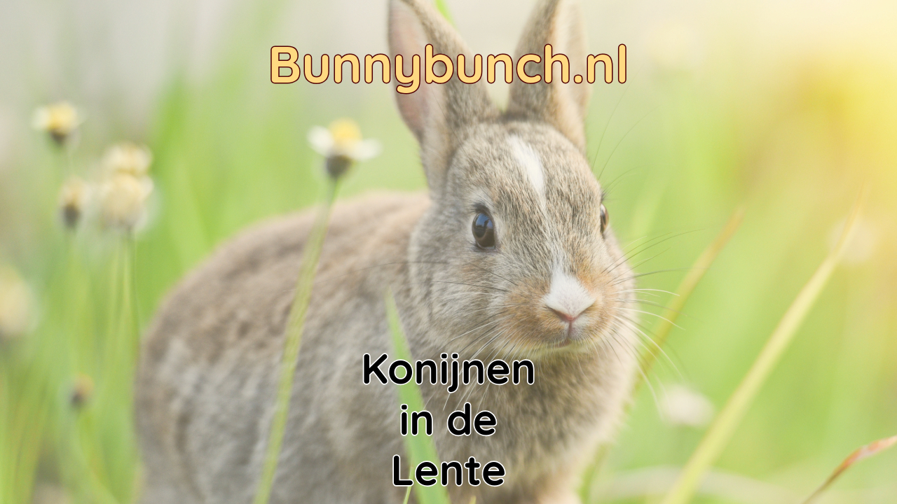 Konijnen in de lente