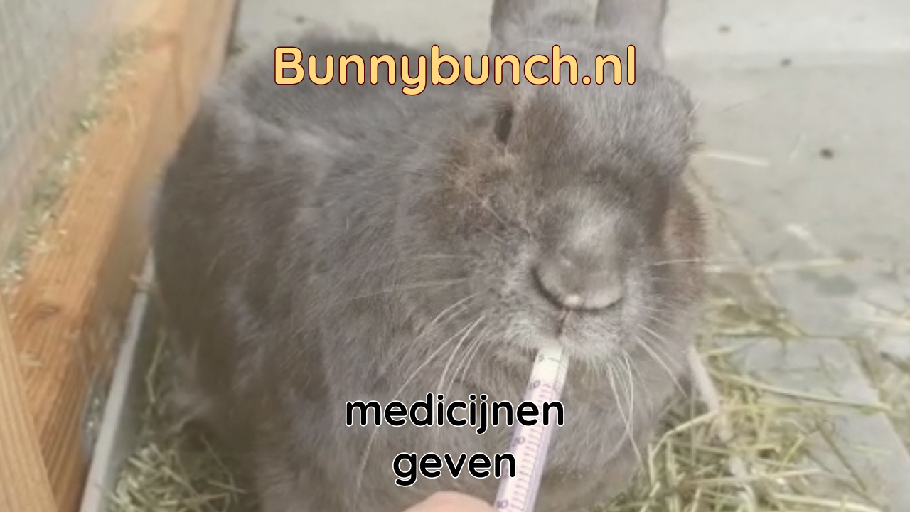 Hoe geef je medicijnen aan een konijn?