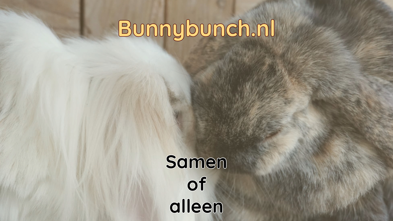 Konijn samen of alleen