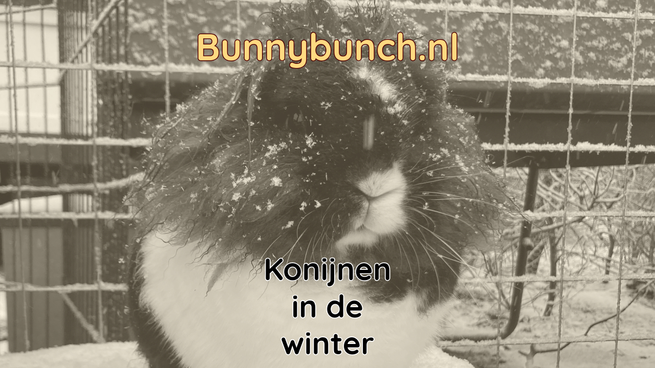 Konijnen in de winter