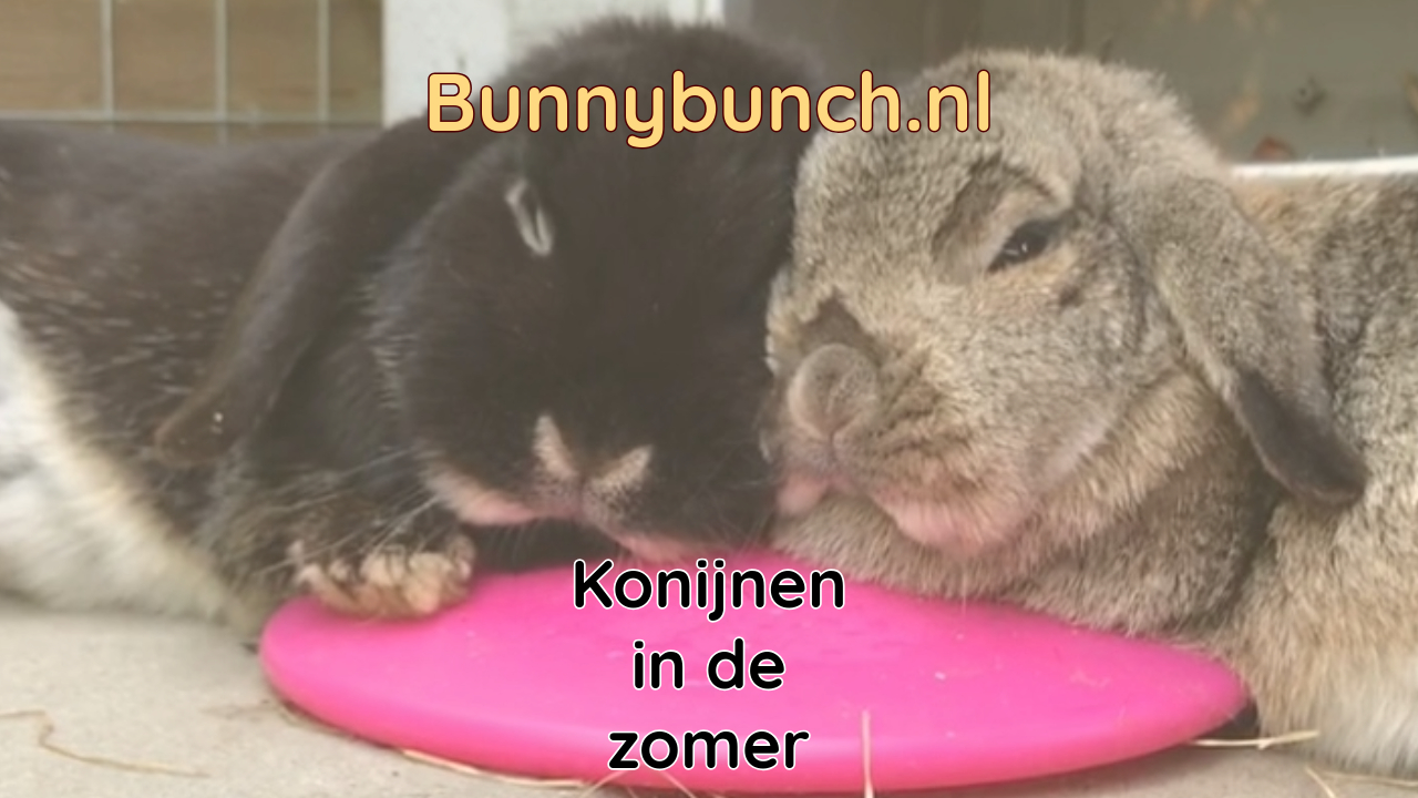 Konijnen in de zomer