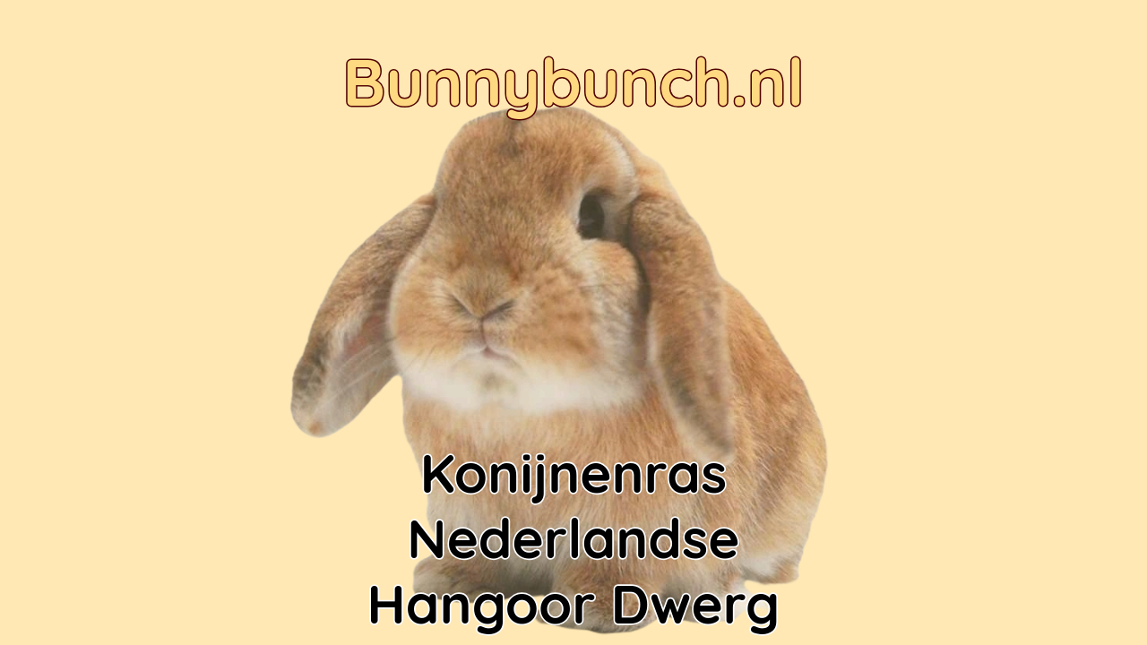 Konijnenras Nederlandse Hangoordwerg