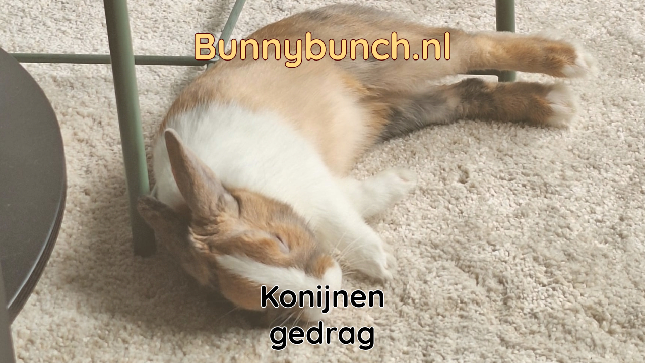 Konijnengedrag