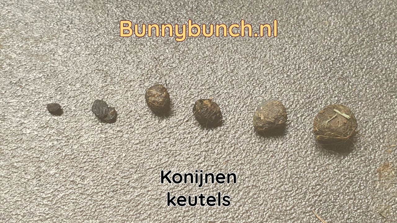 Konijnenkeutels