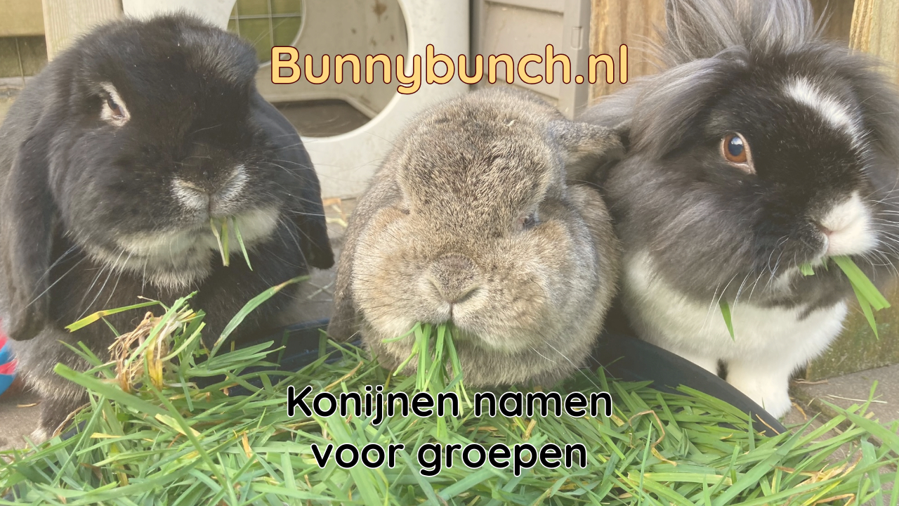 Konijnen namen voor groepen