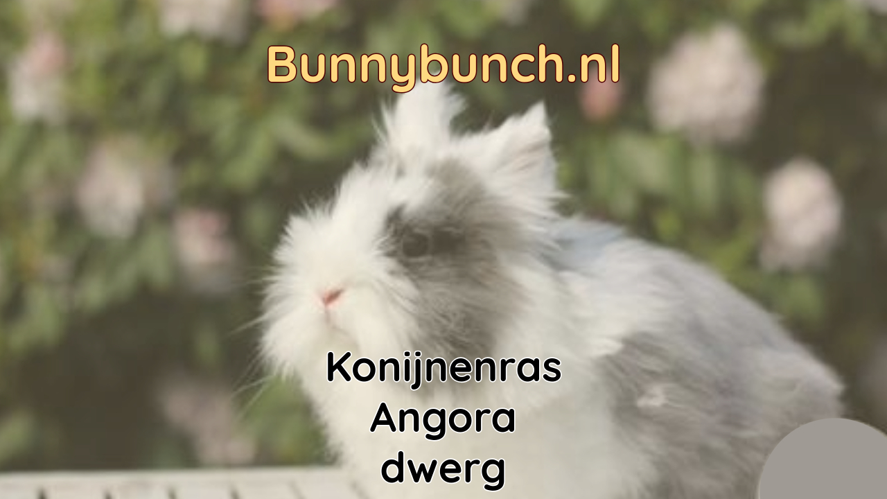 Konijnenras Angora dwerg