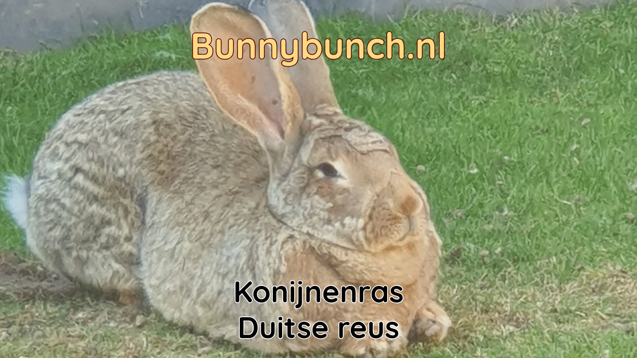 Konijnenras Duitse Reus