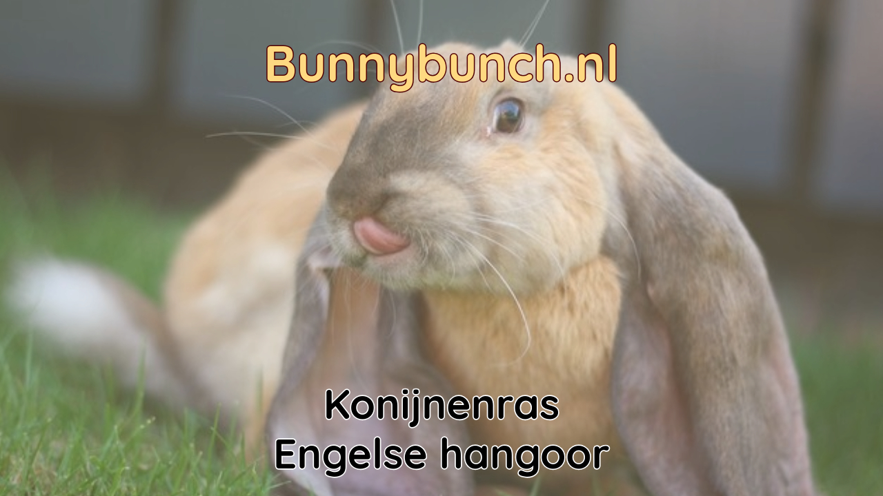 Konijnenras Engelse Hangoor