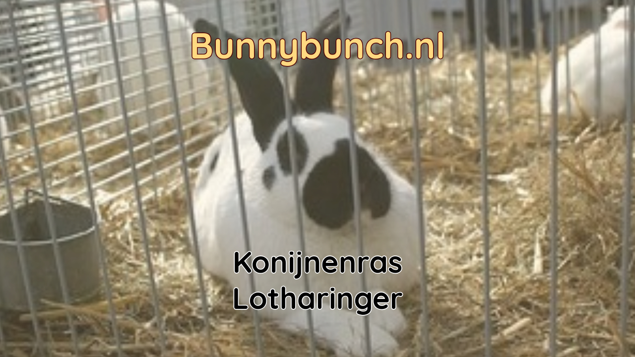 Konijnenras Lotharinger