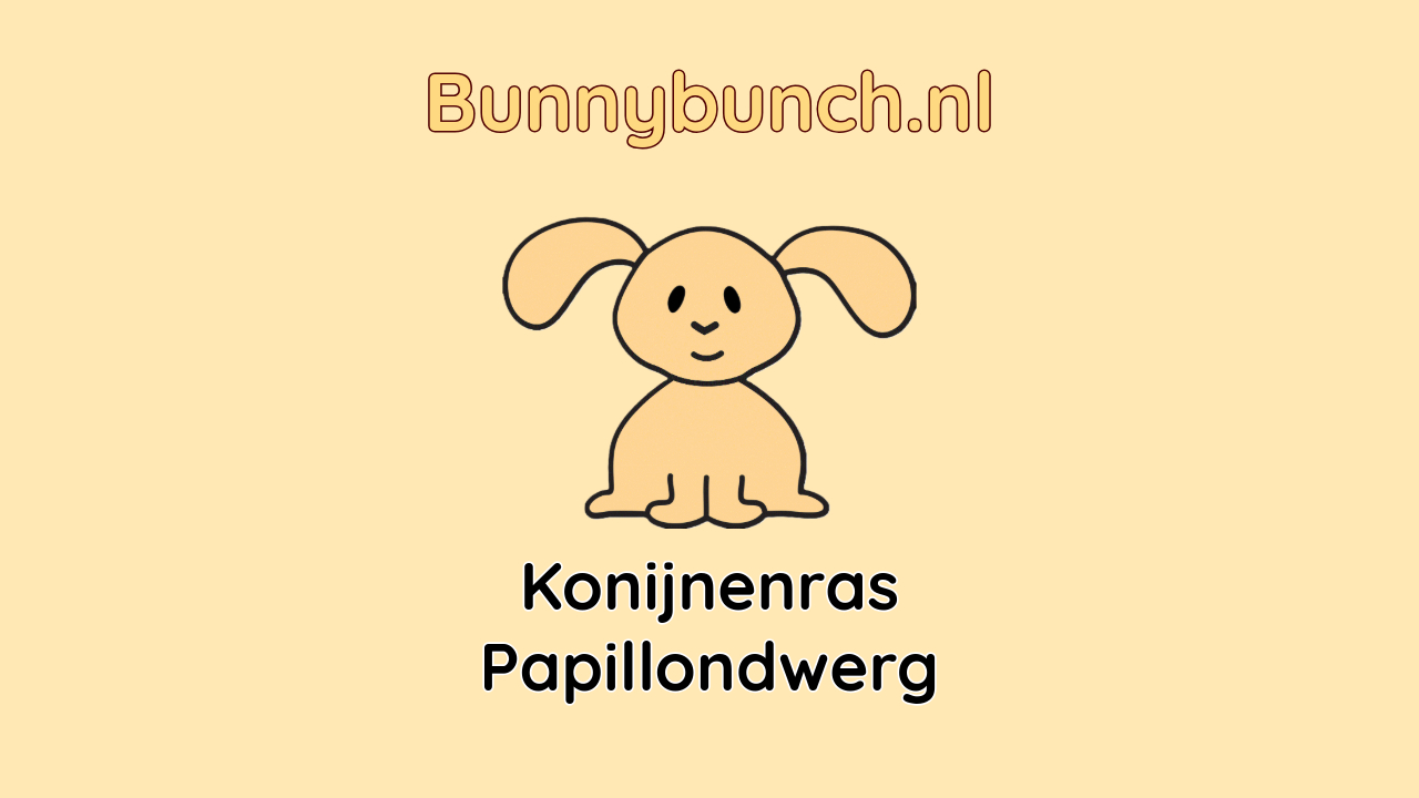 Konijnenras Papillondwerg