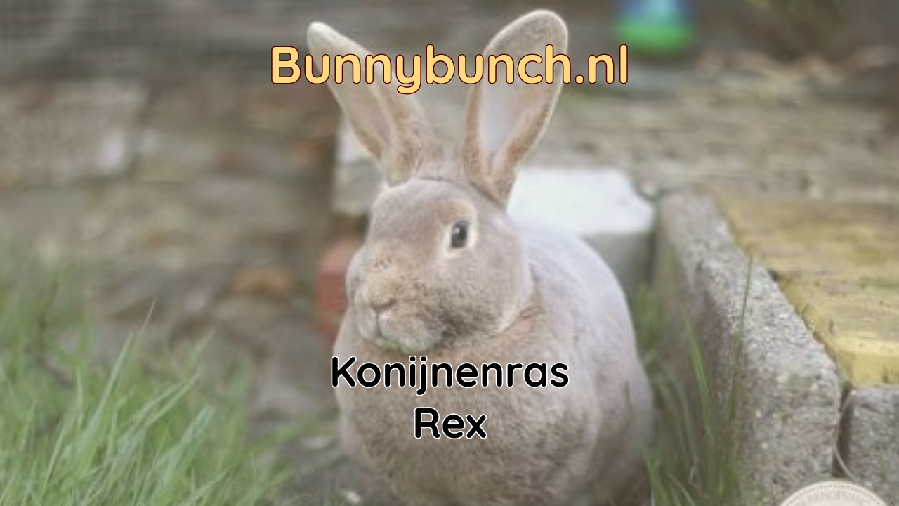 Konijnenras Rex