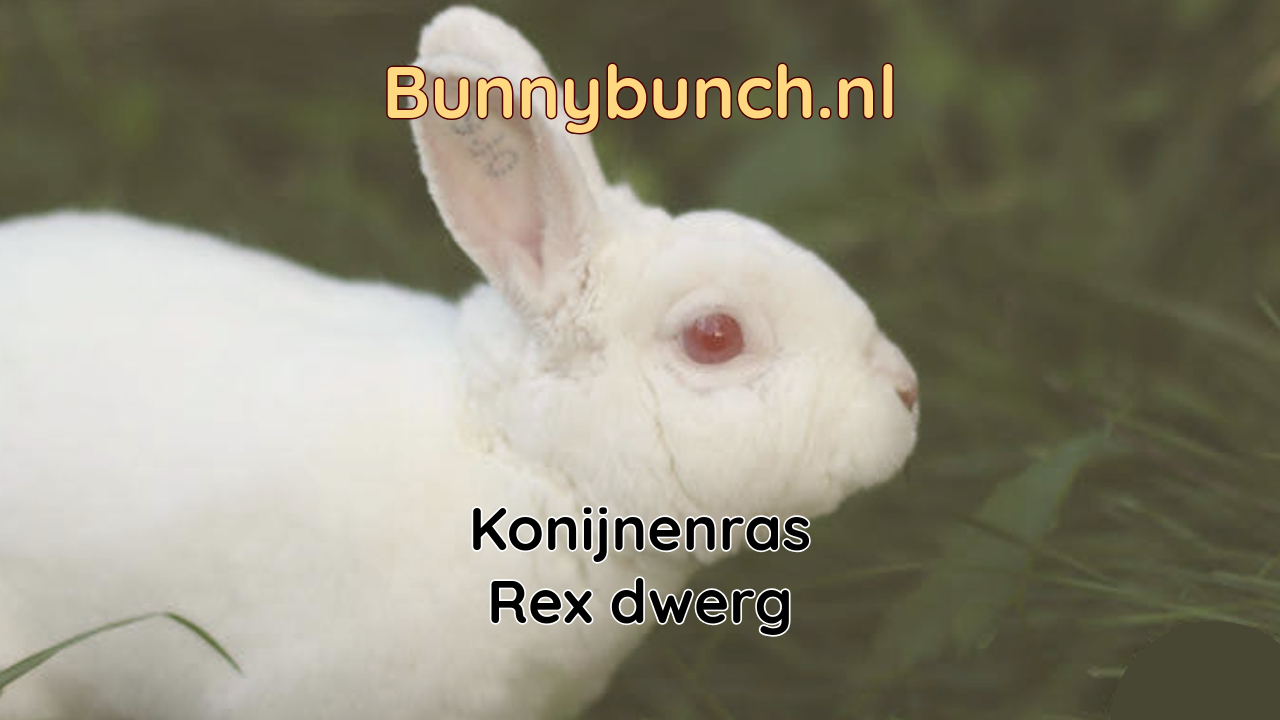 Konijnenras Rex dwerg