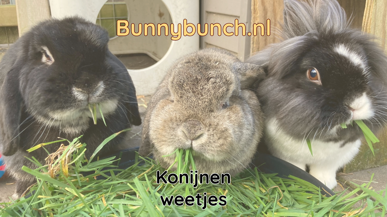 Konijnenweetjes