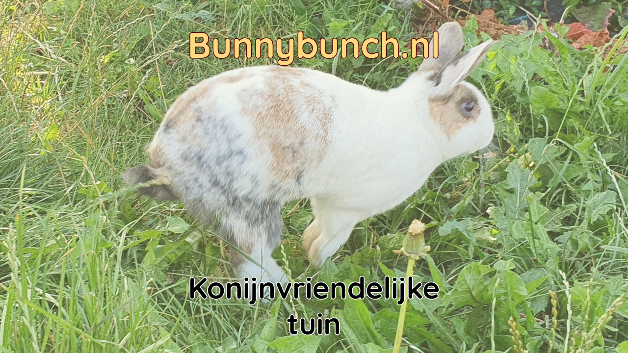 Konijnvriendelijke tuin