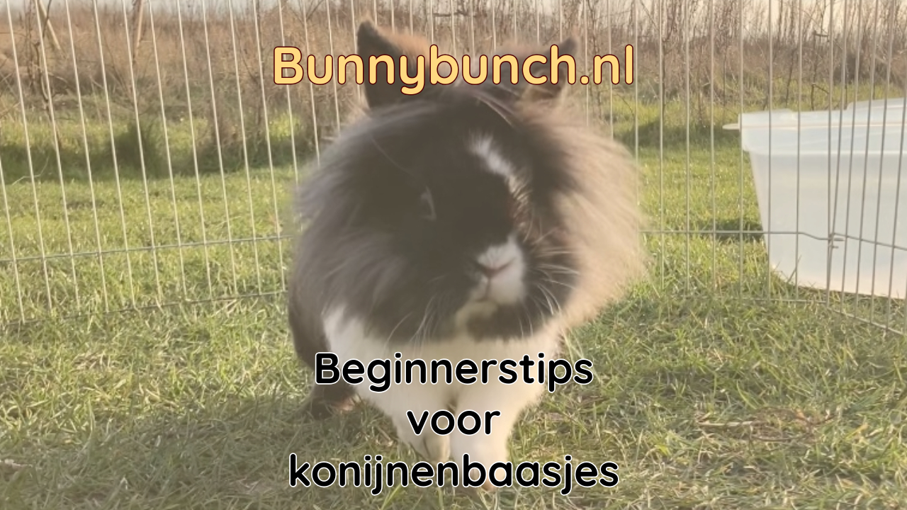 Tips en uitleg voor een nieuw konijn