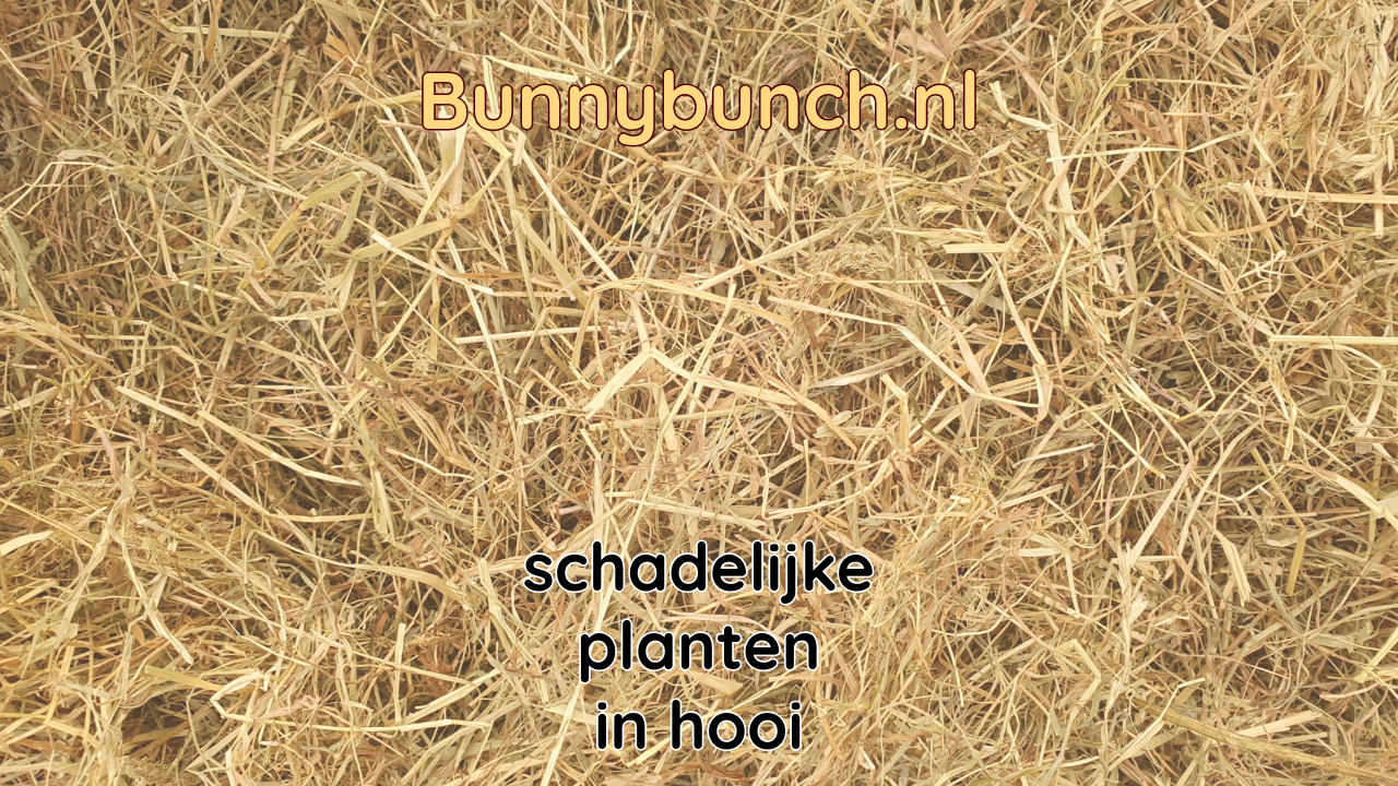 Giftige planten in hooi voor konijnen