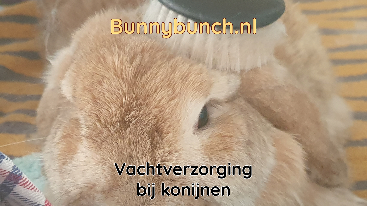 Hoe kam je een konijn?